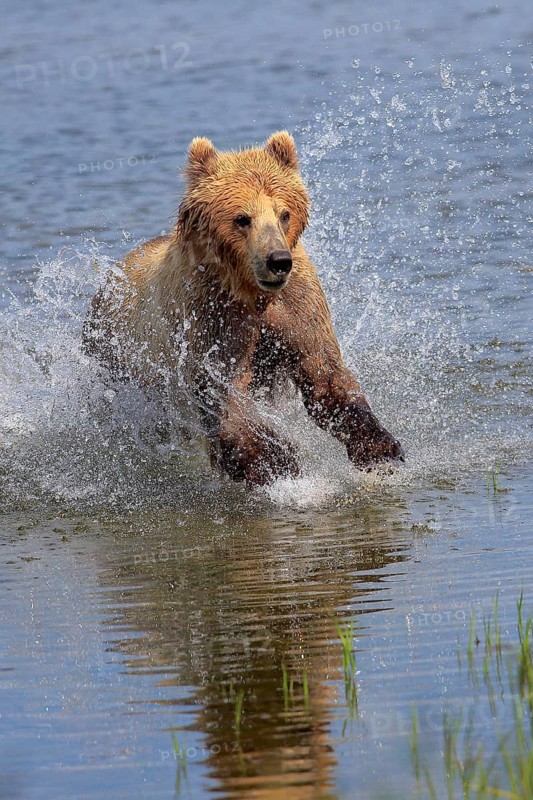Grizzly Bear