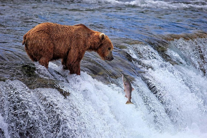 Grizzly Bear