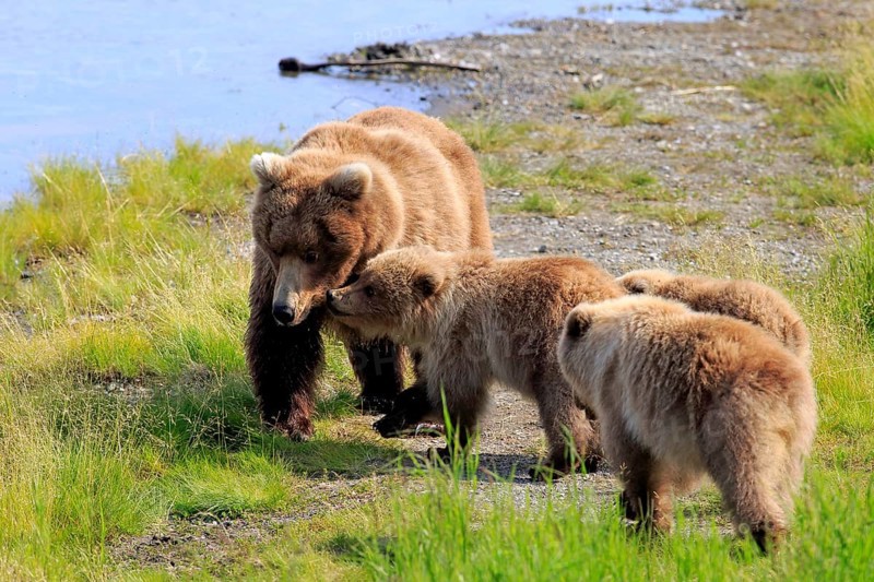 Grizzly Bear