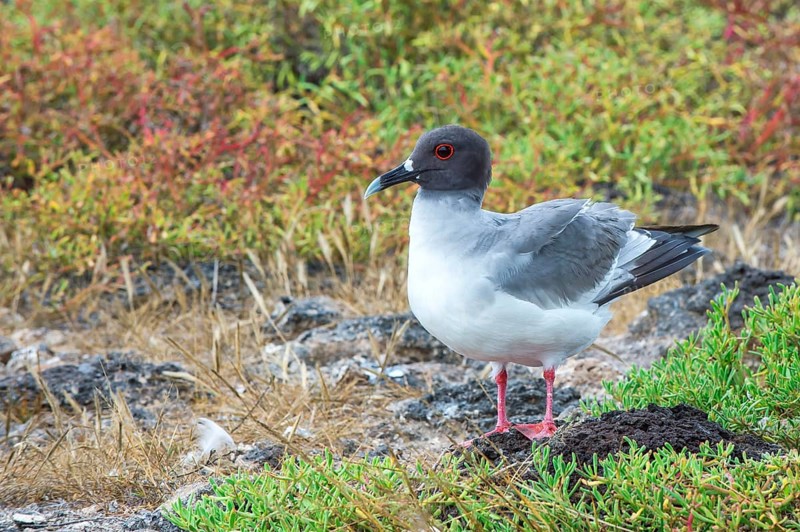 Swallow-tailed gull