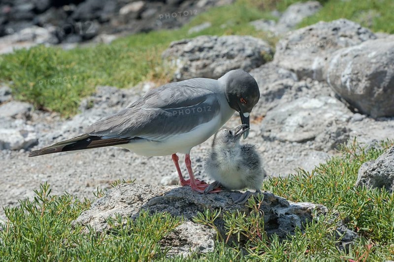 Swallow-tailed gull