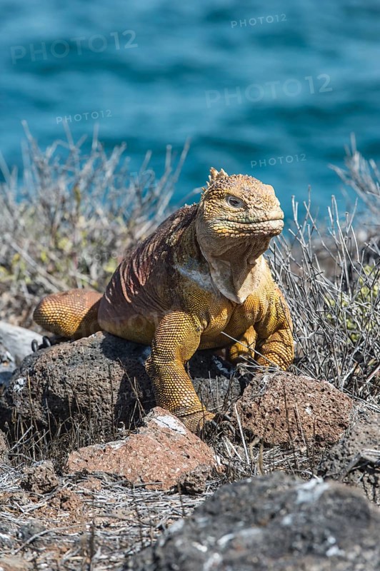 Galapagos land iguana