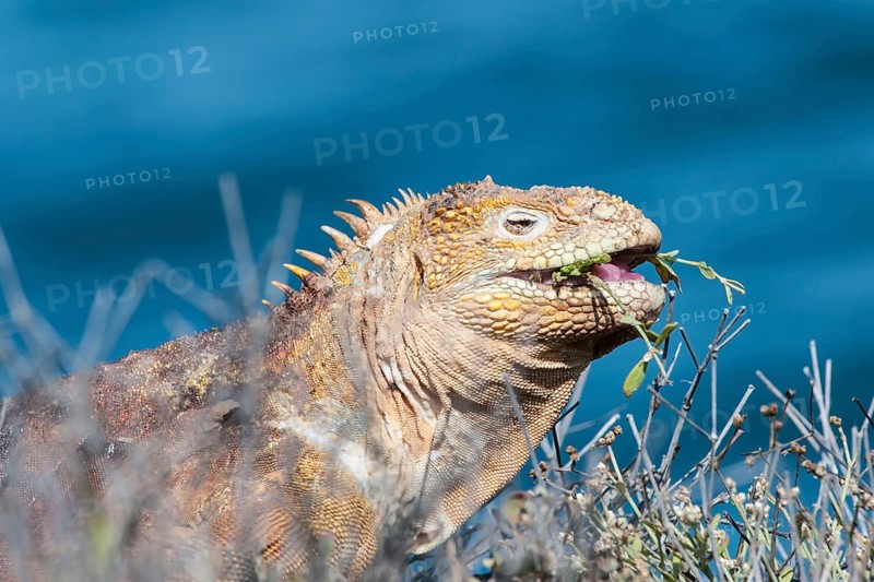 Galapagos land iguana