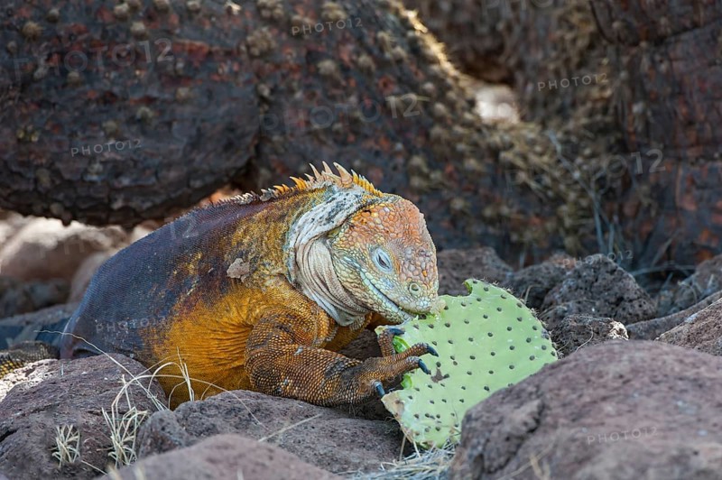 Galapagos land iguana