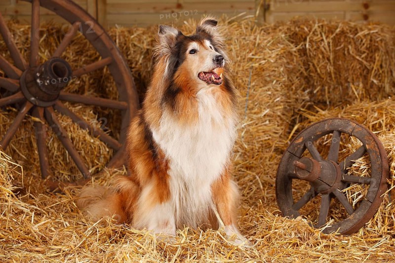 Scottish Sheepdog