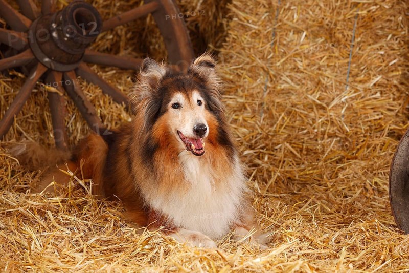 Scottish Sheepdog