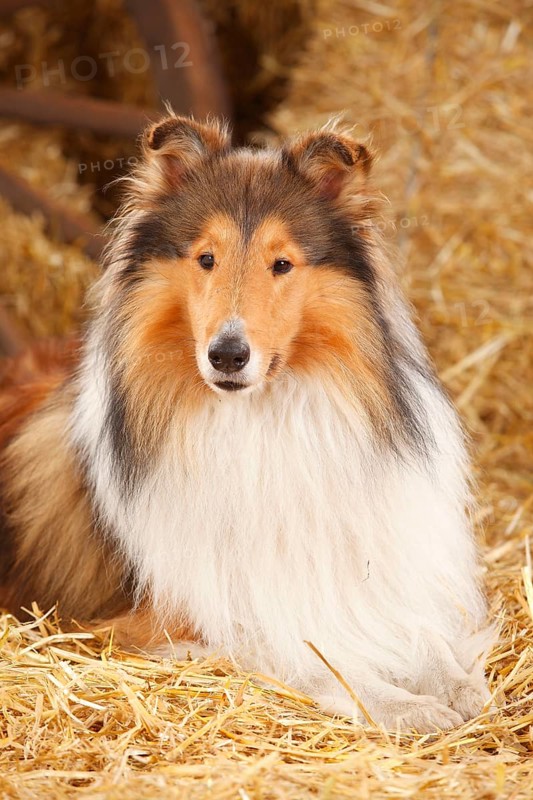 Scottish Sheepdog