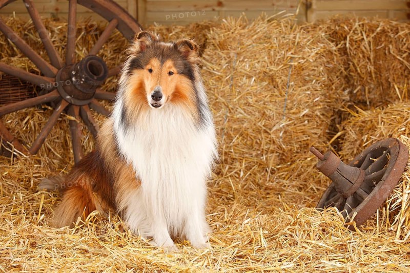 Scottish Sheepdog