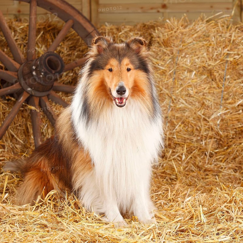 Scottish Sheepdog