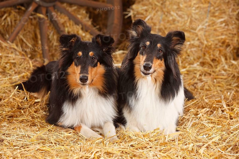 Scottish Sheepdog