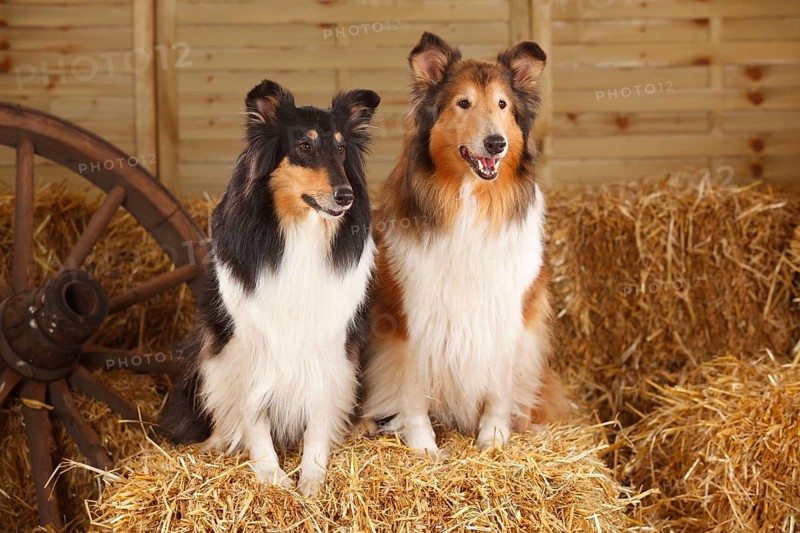 Scottish Sheepdog