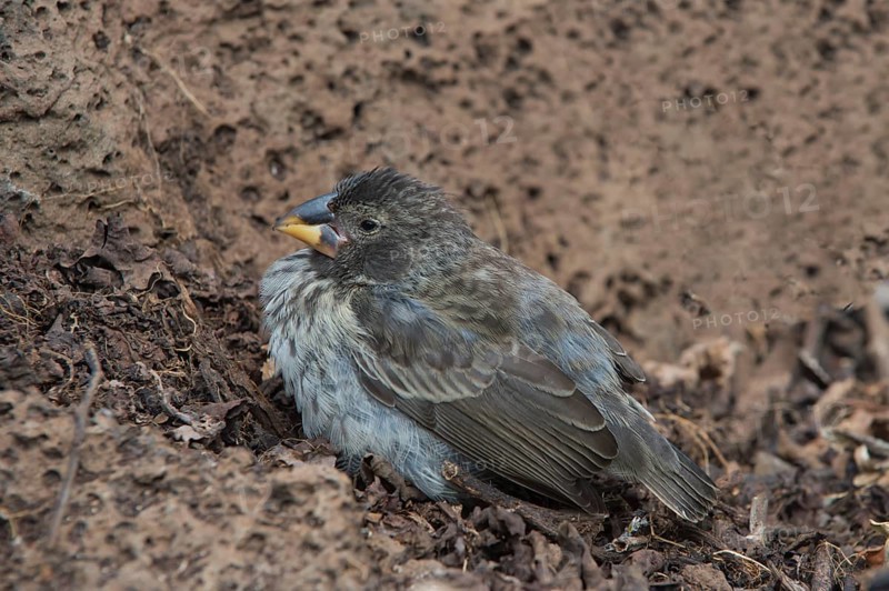 Medium ground finch