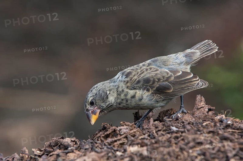 Medium ground finch