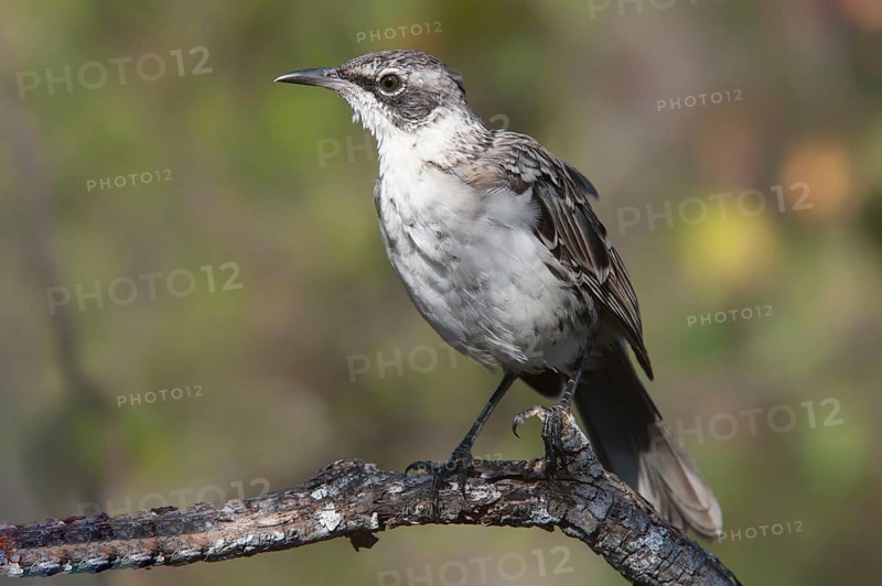 Galapagos mockingbird