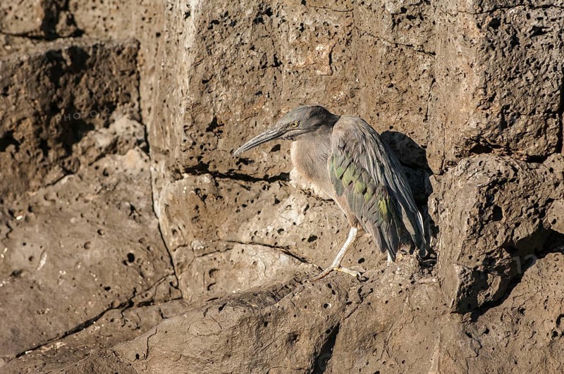 Lava heron