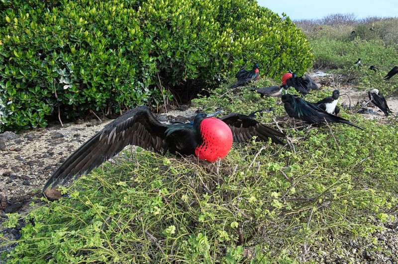 Great frigatebird