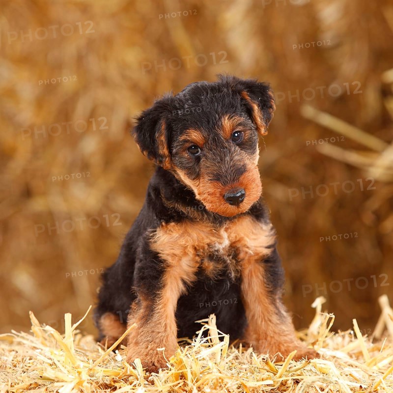 Welsh terrier