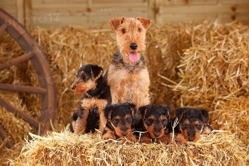 Welsh Terrier