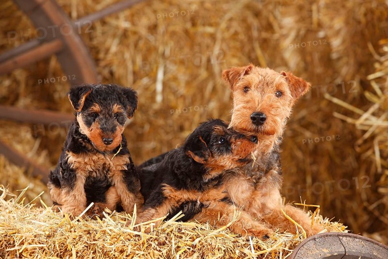 Welsh Terrier