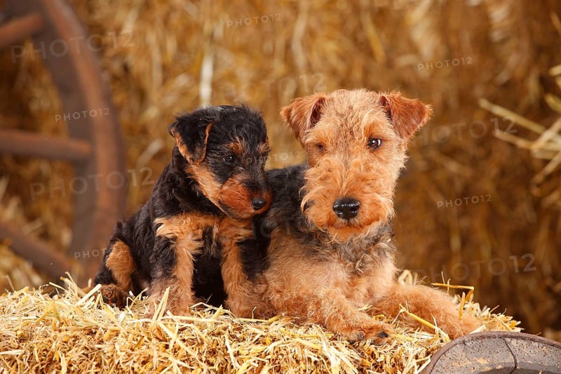 Welsh Terrier