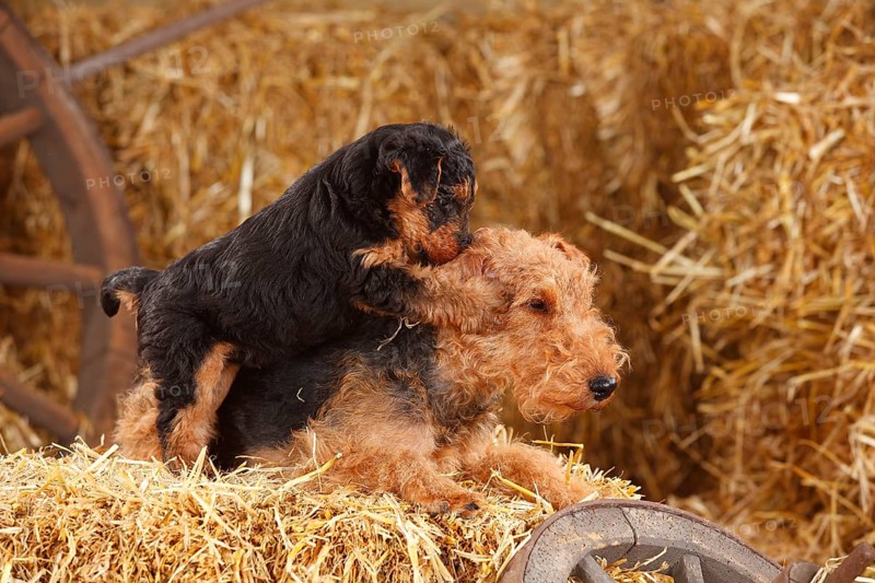 Welsh Terrier
