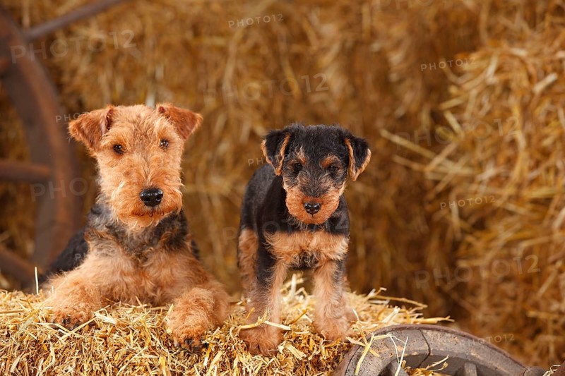 Welsh Terrier
