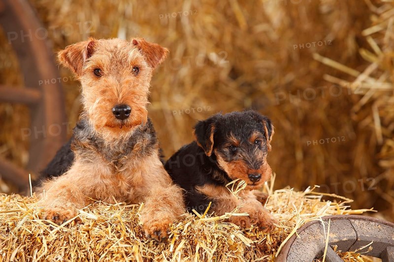 Welsh Terrier
