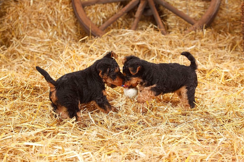 Welsh Terrier