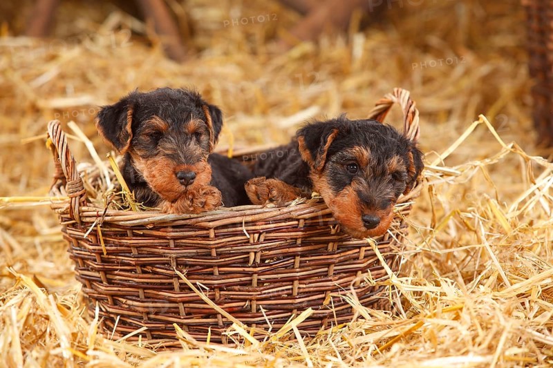 Welsh Terrier
