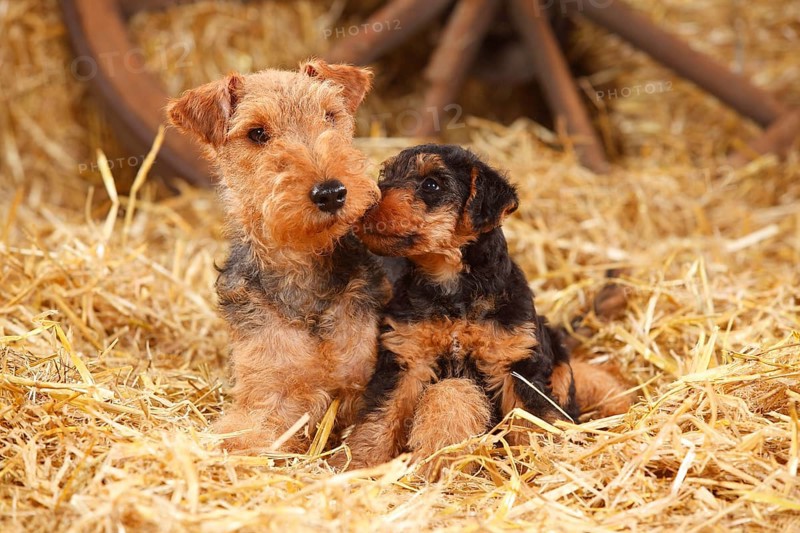 Welsh Terrier