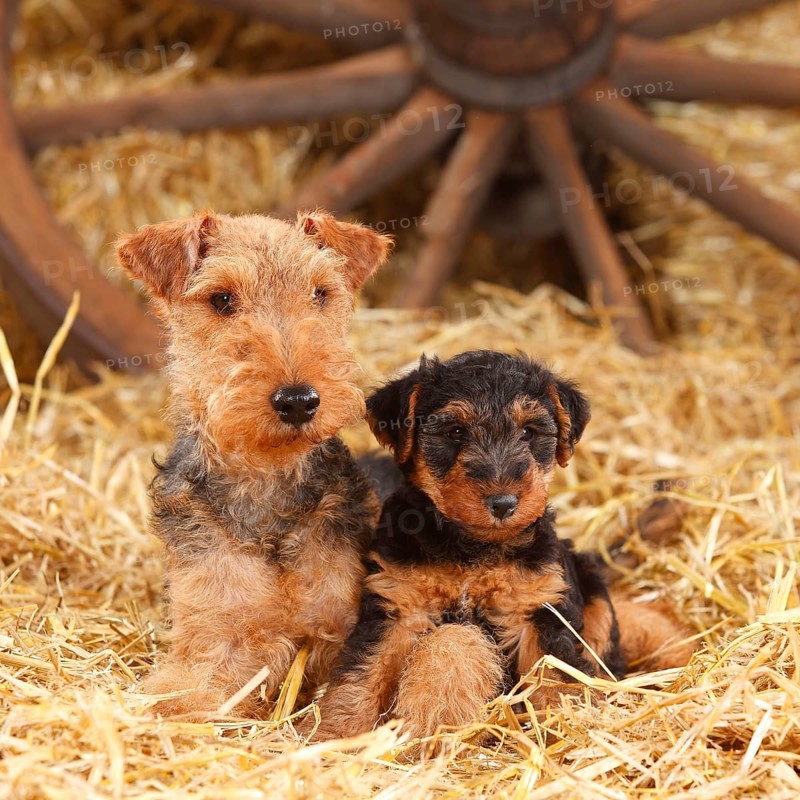 Welsh Terrier