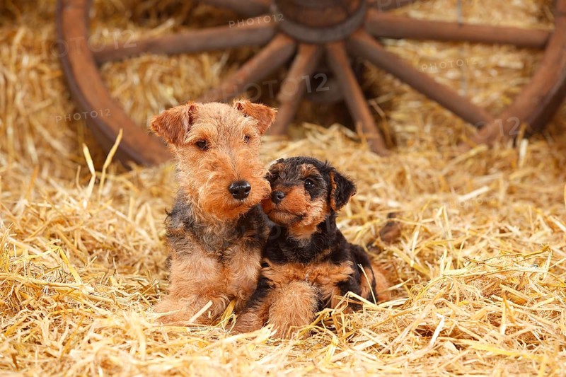 Welsh Terrier
