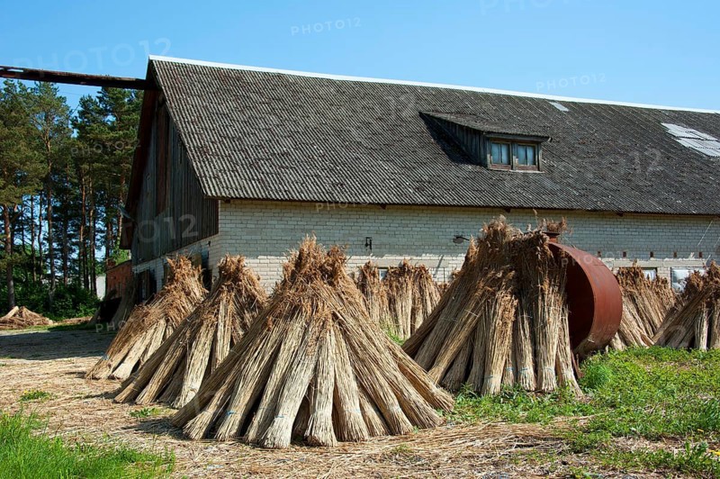 Reed