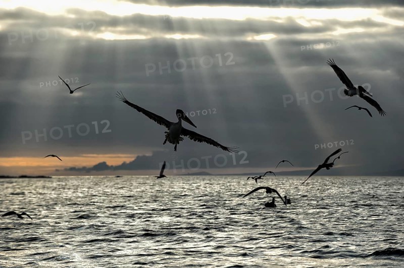 Galapagos Brown Pelicans