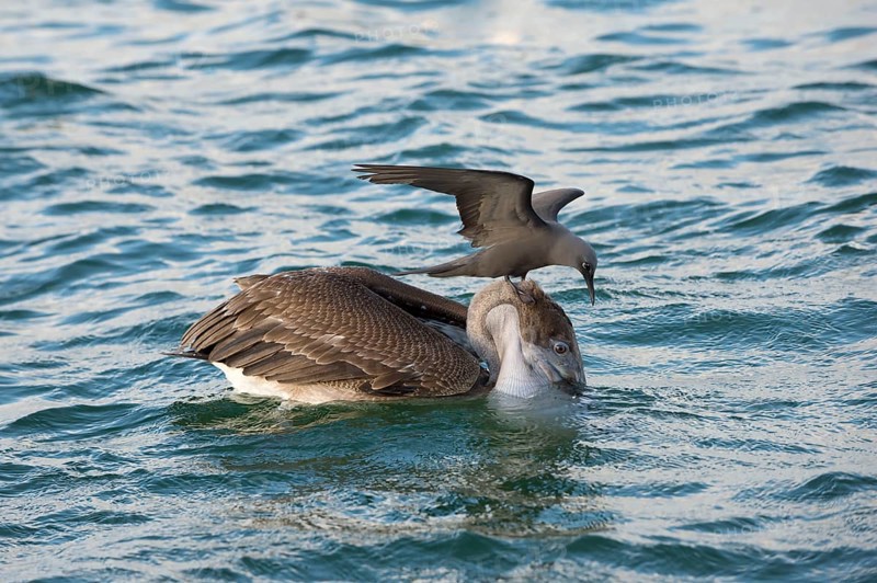 Brown noddy