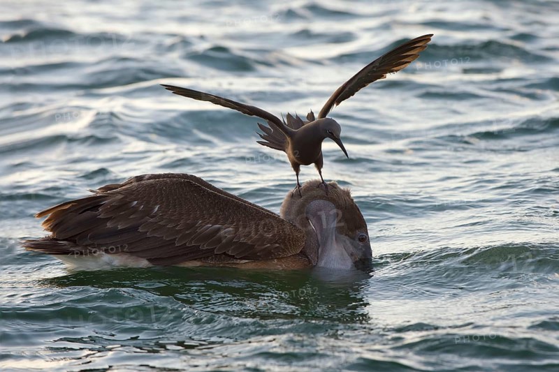 Brown noddy
