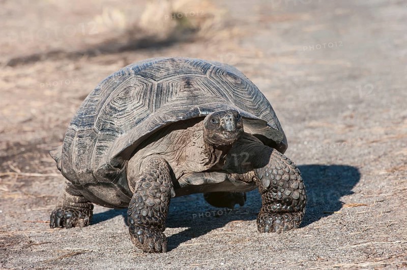 Galapagos giant tortoise