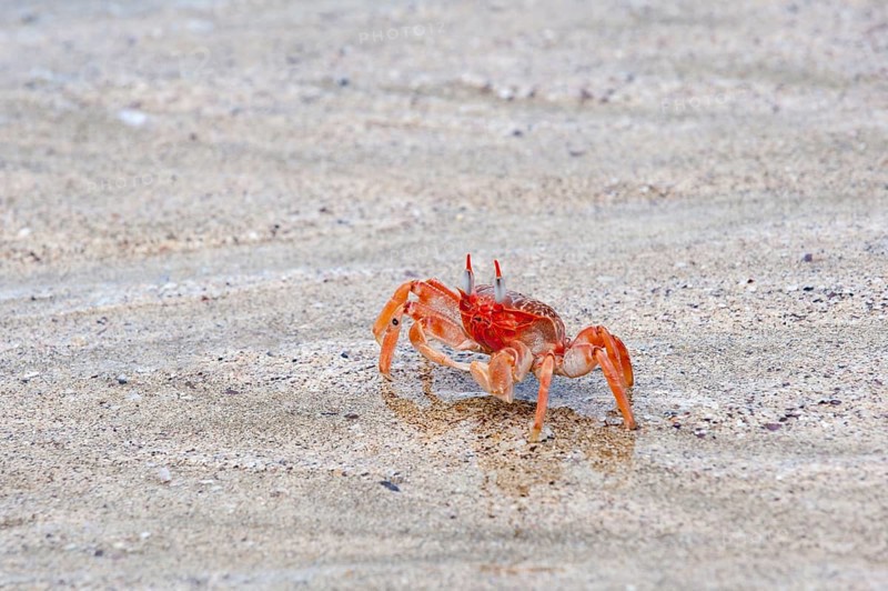 Galapagos ghost crab