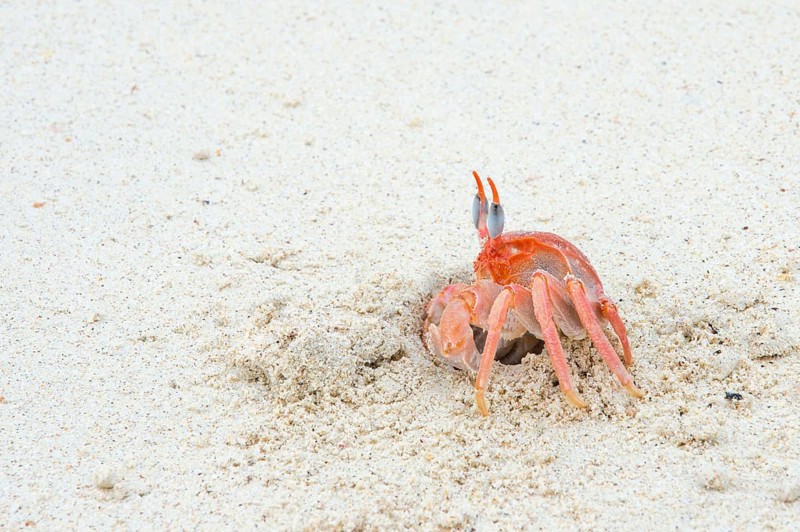 Galapagos ghost crab