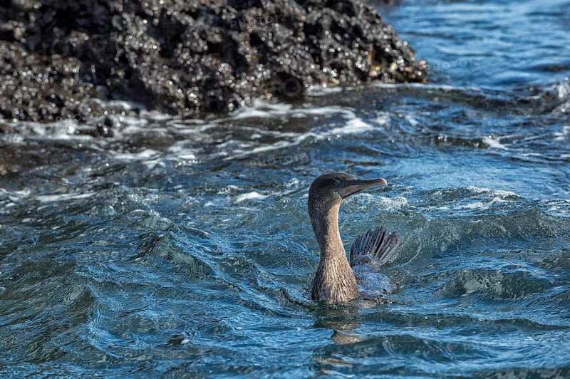 Galapagos Cormorant