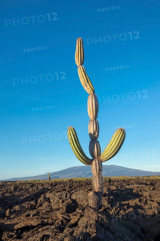 Candelabra cactus