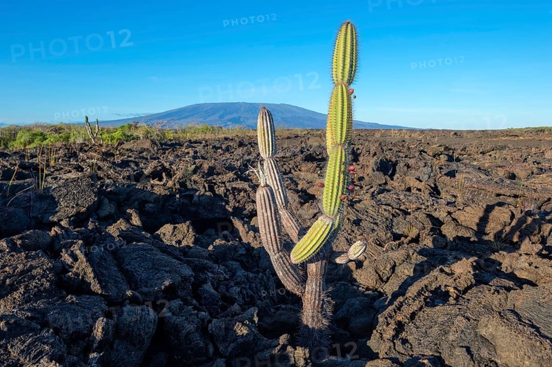 Candelabra cactus