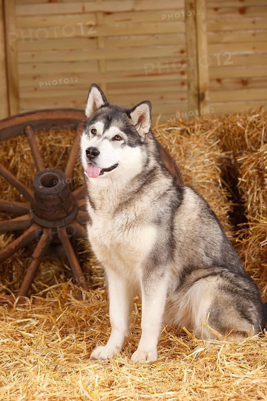 Alaskan Malamute
