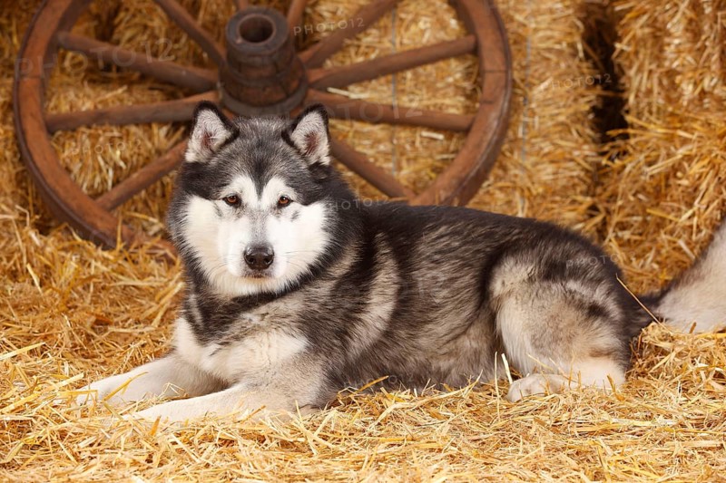 Alaskan Malamute