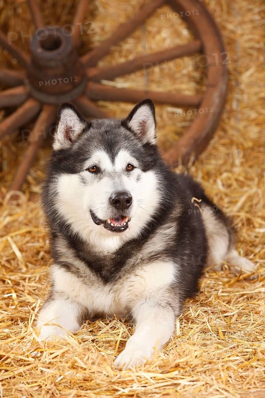 Alaskan Malamute