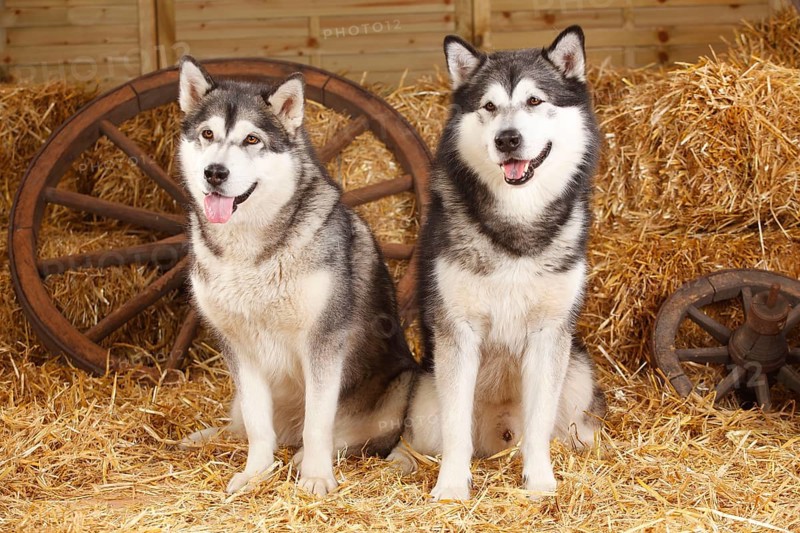 Alaskan Malamutes