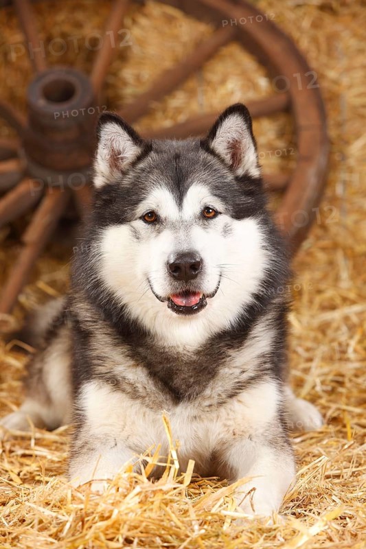 Alaskan Malamute