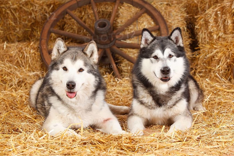 Alaskan Malamutes