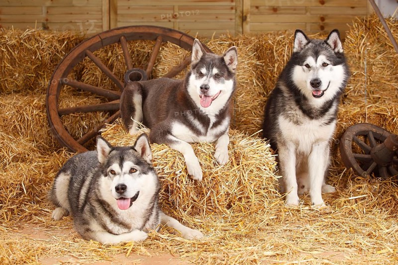 Alaskan Malamutes