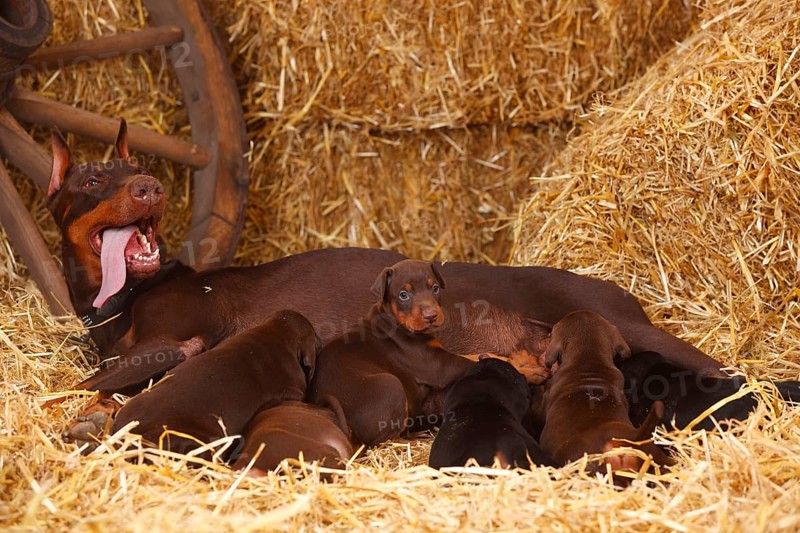 Doberman
